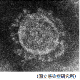 新型コロナウイルス感染症について 症状 臨床経過 予防策 ひまわり医院 内科 皮膚科