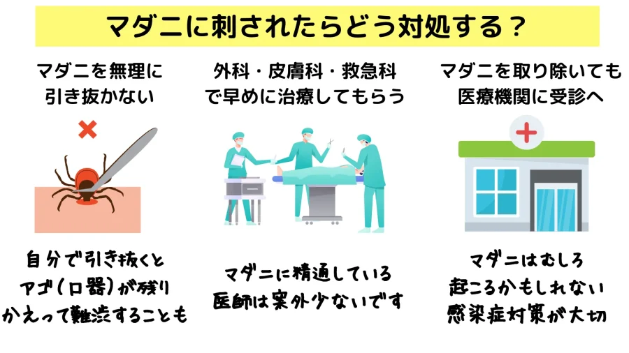 マダニに刺されたら？マダニの大きさから症状・マダニ対策について解説 | ひまわり医院（内科・皮膚科）