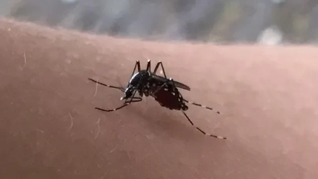 虫刺されの代表的な虫である蚊の写真