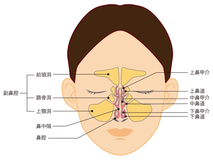 鼻水がでる器官である鼻と副鼻腔の解剖