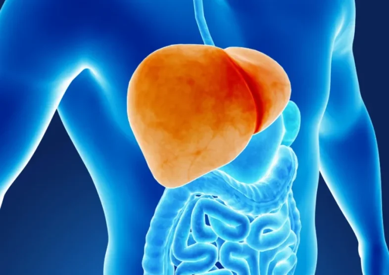 脂肪肝の原因と薬物治療による改善方法について解説 | ひまわり医院（内科・皮膚科）